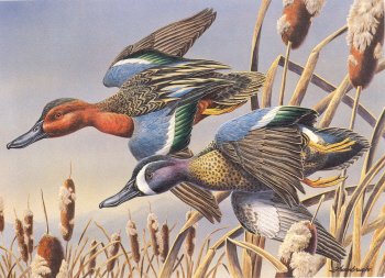 Montana Duck Stamps